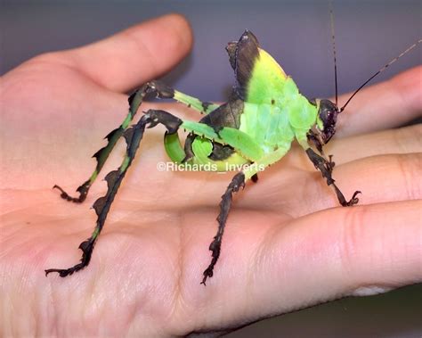 katydid deutsch|German translation of katydid